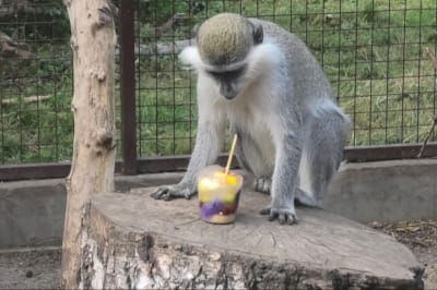 мавпа з морозивом