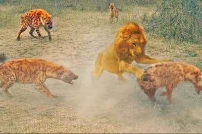 Лев і гієни
