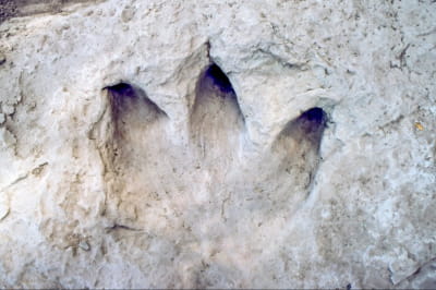 В США обнаружили новые следы динозавров