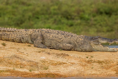 Болотний крокодил