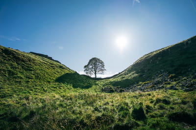Дерево Робин Гуда