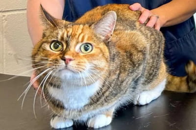 Кішка та гумки