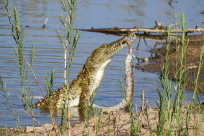 Крокодил і пітон 