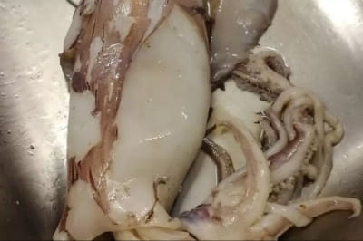 Кальмар и акула