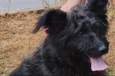 собачка Шері