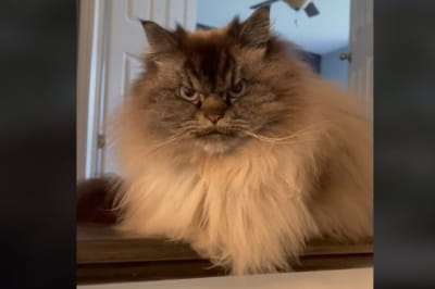 Кіт Мерлін Регдолл