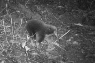 єхидна Аттенборо