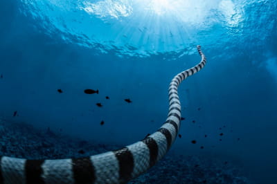 National Geographic представил самые удивительные фотографии 2023 года