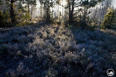 Фото из заповедника