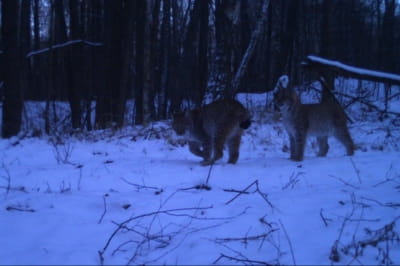 рисі у Чорнобилі