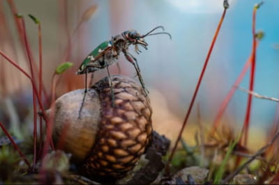 фотография с конкурса Wiki Loves Earth