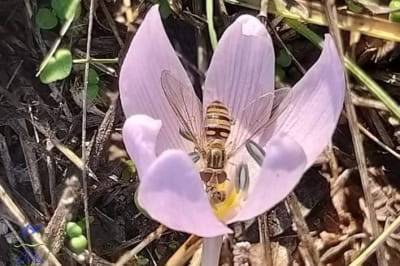 безвременник анкарский