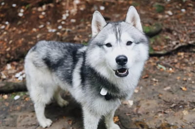 Собака і витік газу 