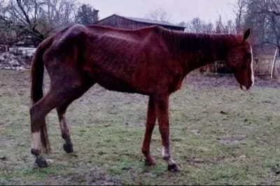 Кобыла So Royal