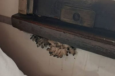 у вагоні потяга Укрзалізниці на вікні виросли гриби