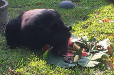 Атака медведя 