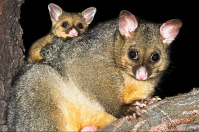 Кістохвості опосуми 