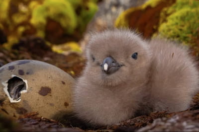 птенцы возле станции "Академик Вернадский"