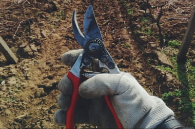 Садівництво 