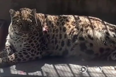 в зоопарке Китая живет очень гладкий леопард