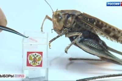 Комахи та вибори