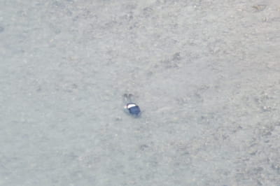 Утопленник в Тисе