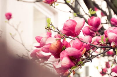 Магнолії у Мукачево