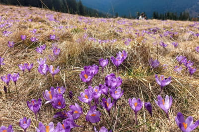 Крокусы на вершине Карпат