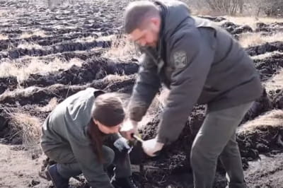 восстанавливают леса