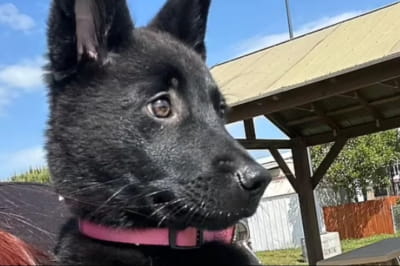 История о собаке