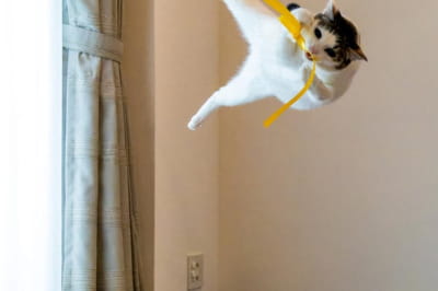 Забавные животные