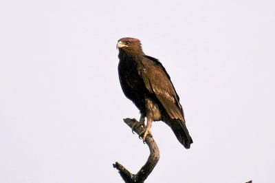 Подорлик большой