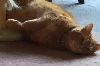 История о кошке и мыши