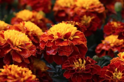 Чорнобривці