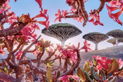 Сокотра, Йемен