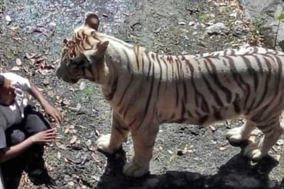 На жахливому фото, зробленому в зоопарку в Нью-Делі, Індія, білий тигр знаходиться за кілька хвилин від того, щоб затягнути чоловіка за шию у своє лігво, де він зрештою вбив його. Трагічний випадок стався після того, як жертва впала у вольєр.