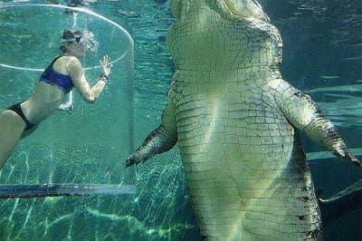 Морской крокодил