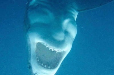 Перевернутая большая белая акула похожа на смеющегося дьявола.