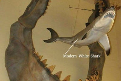 Щелепи стародавньої акули мегалодону, яка жила приблизно від 23 до 3,6 мільйонів років тому, проти сучасної великої білої акули.