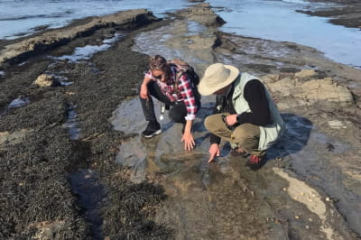 Сліди хижих великів динозаврів, що жили поблизу Антарктиди