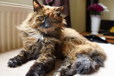 Рози – самая старая кошка мира 