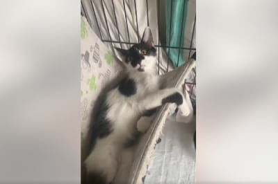 Котенок Фрея