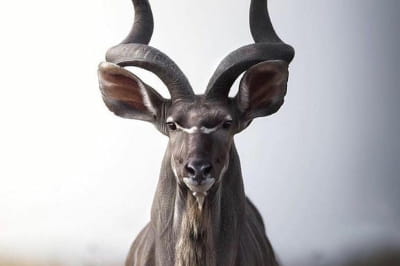 Симметрия этого куда, обширной лесной антилопы, распространенной в восточной и южной Африке.