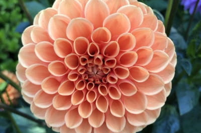 Симметрия георгины