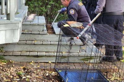 Лов тварини