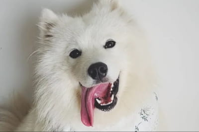 Собака-працівник 