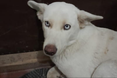 Пес, который ищет дом