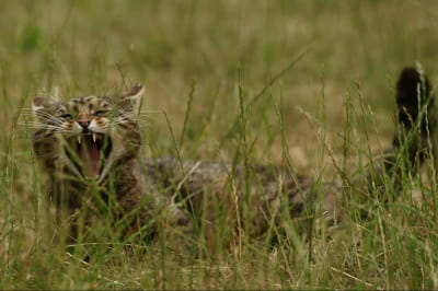 Шотландська дика кішка 