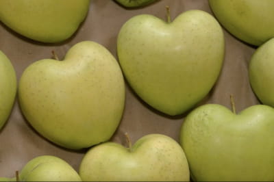 Яблука