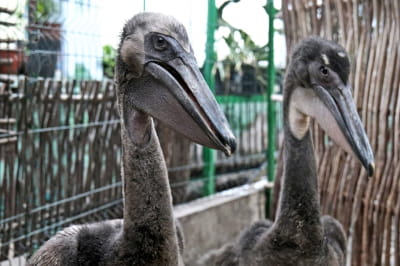 Рожеві пелікани